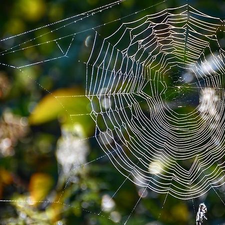 Gawra Gustawa Lejlighed Ustrzyki Dolne Eksteriør billede